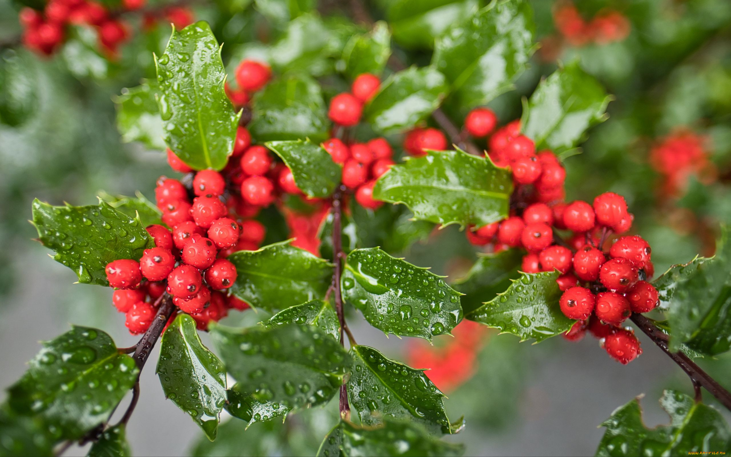 mistletoe berries, , , , mistletoe, berries